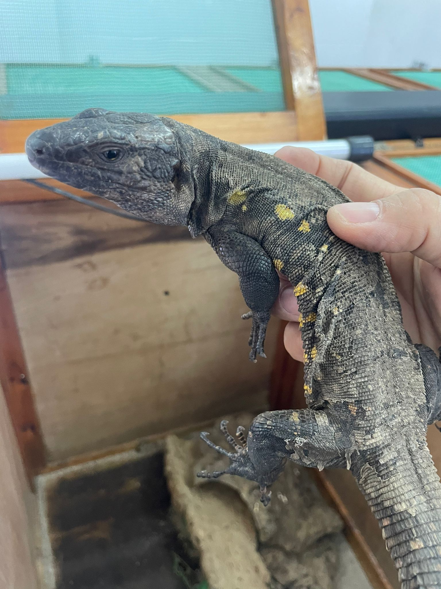 Centro de Reproducción del Lagarto Gigante de El Hierro 