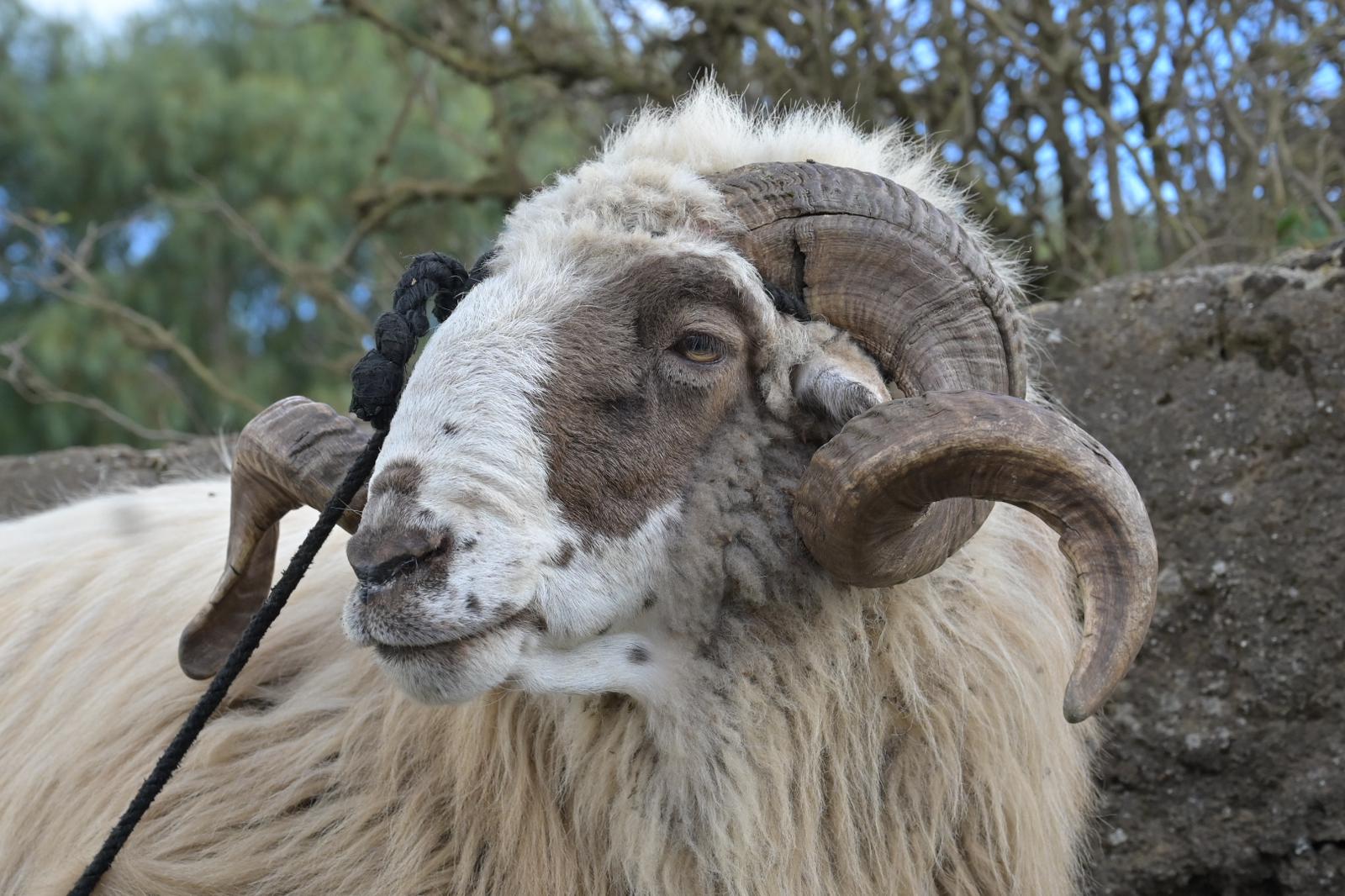 El Hierro impulsa la conservación de la oveja canaria