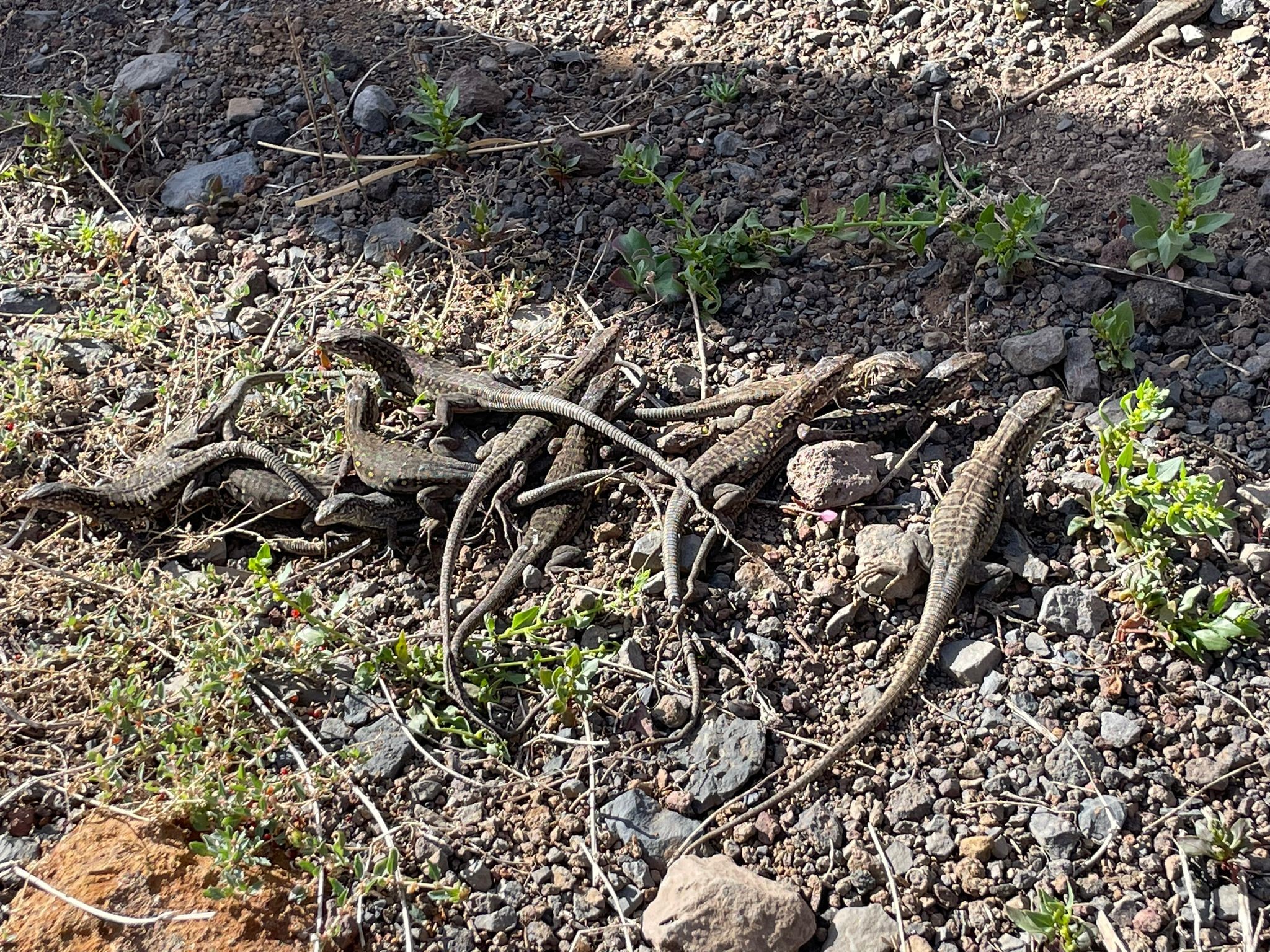 Lagarto Gigante