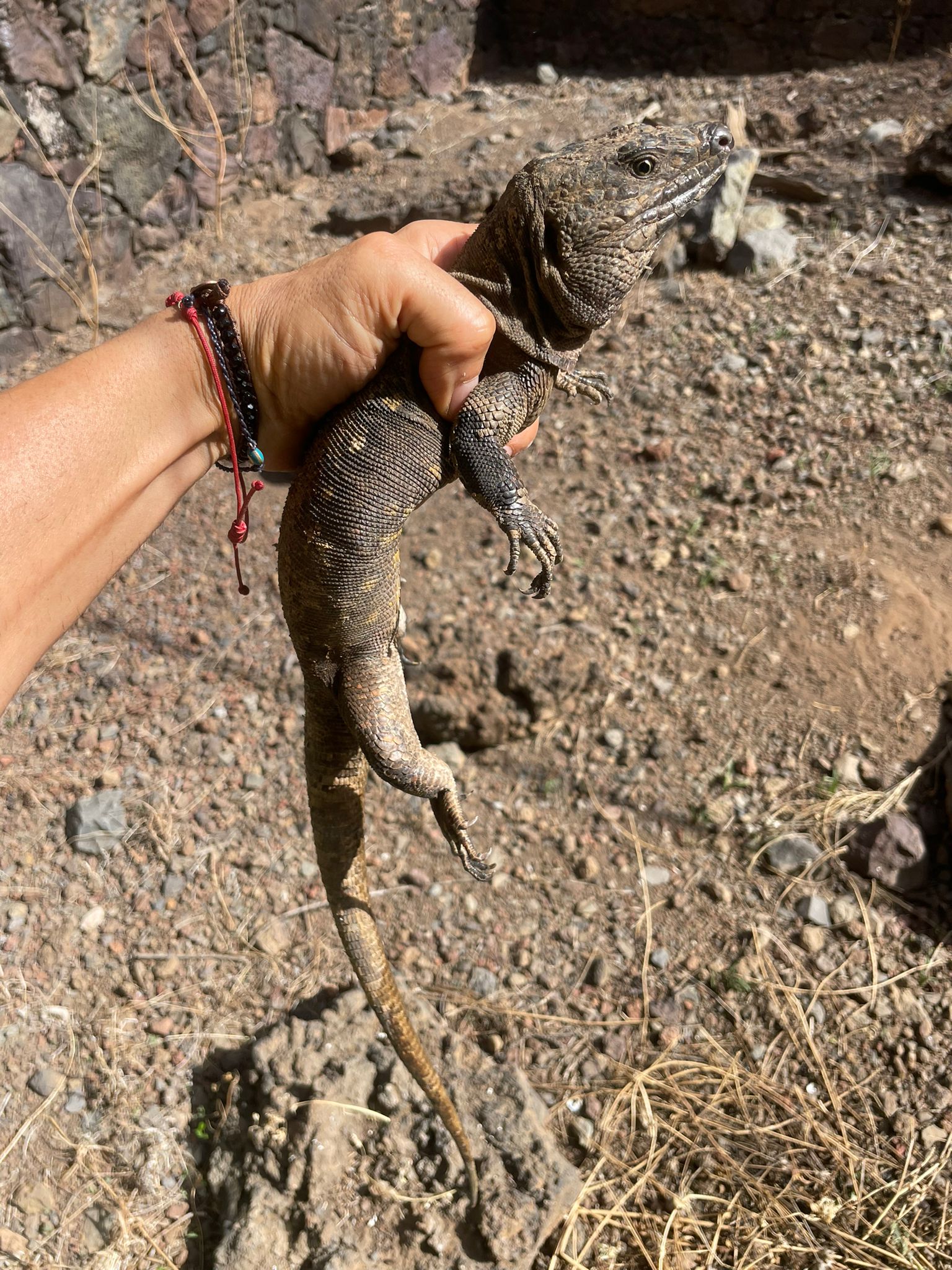 Lagarto Gigante de El Hierro