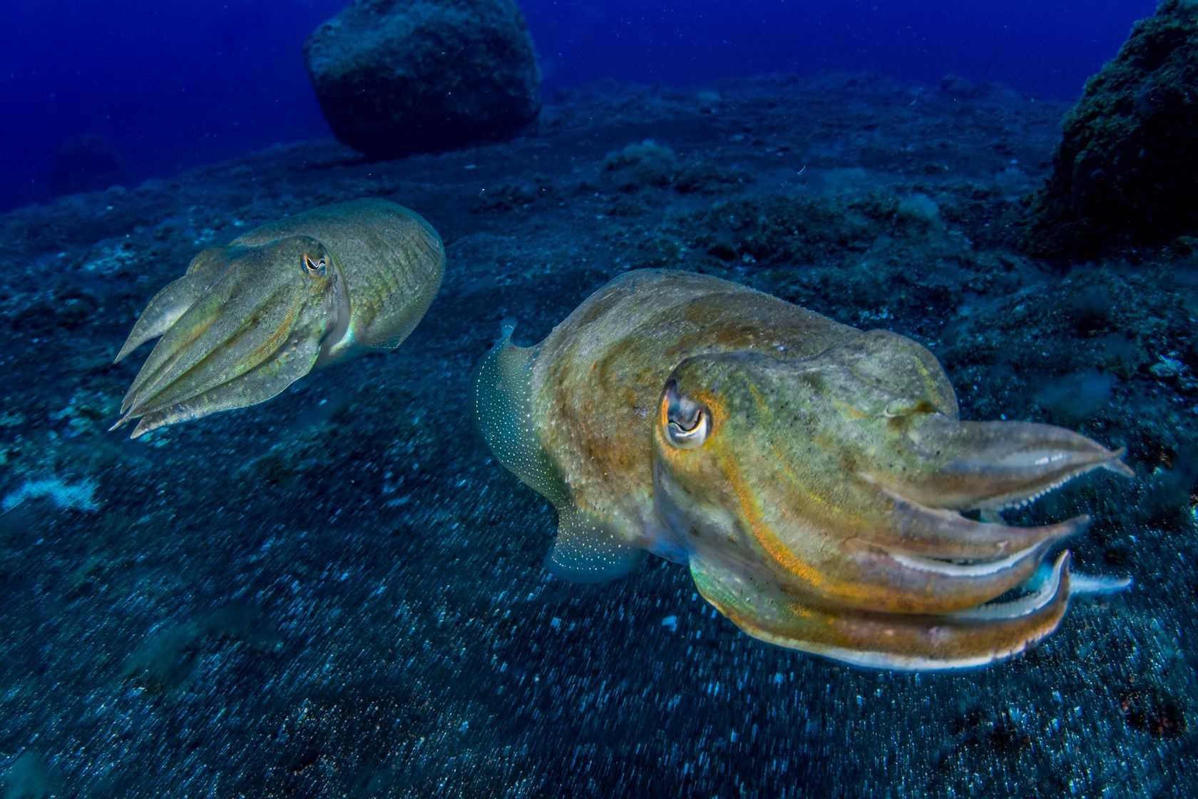 El Hierro conmemora el Día Mundial de Los Océanos 2020