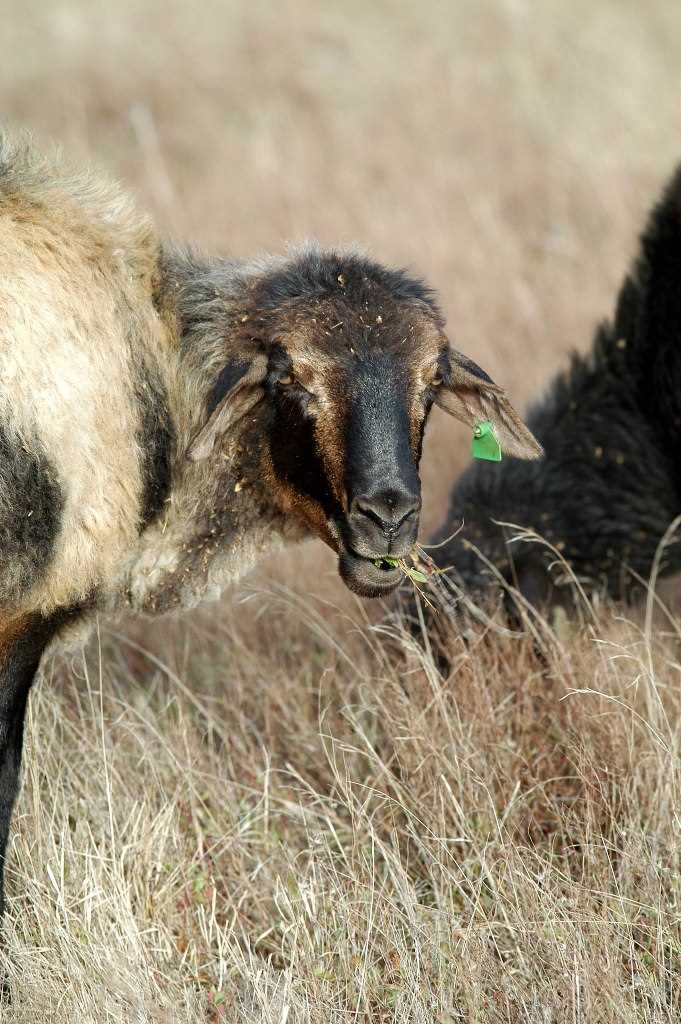 Se abre plazo para presentar solicitud de subvención a la recría y alimento de ganado 2020