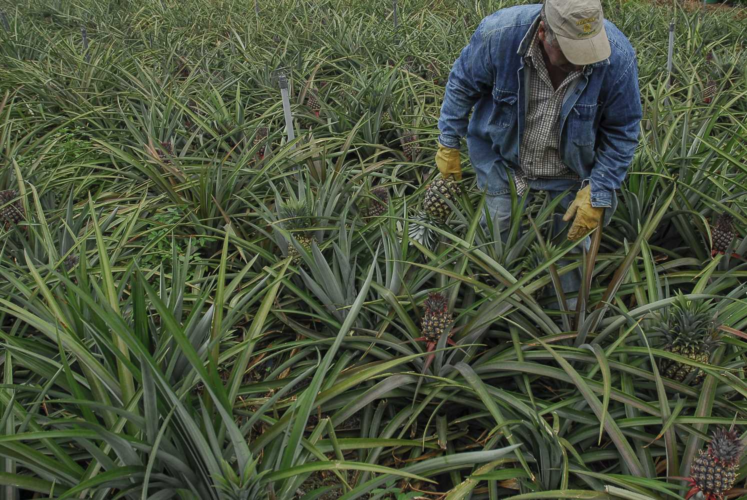 Cabildo El Hierro articula ayudas para paliar los daños de comercialización de productos tropicales