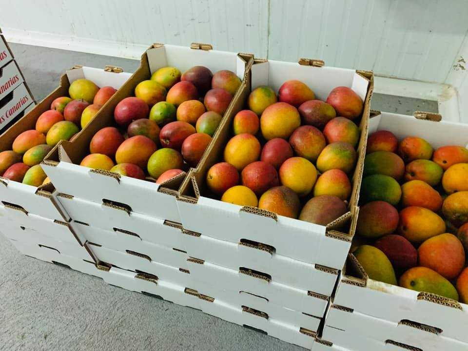 El Hierro recolectará 100.000 kilos de mango este 2020