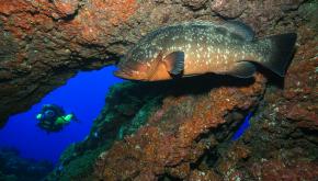 Imagen de los fondos de El Hierro del fotosub Arturo Telle
