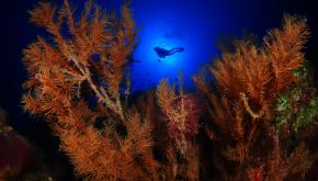 Fondos marinos de El Hierro David Barrio