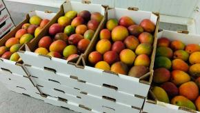 El Hierro recolectará 100.000 kilos de mango este 2020